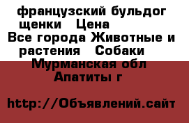 французский бульдог щенки › Цена ­ 50 000 - Все города Животные и растения » Собаки   . Мурманская обл.,Апатиты г.